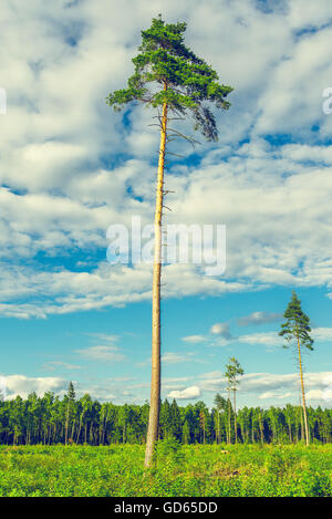 Große alte Kiefern. Stockfoto