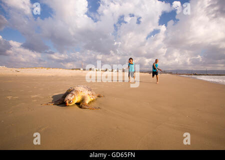 Ein toter Unechten Karettschildkröte (Caretta Caretta), an einem Strand am Mittelmeer gespült. Fotografiert in Israel im April Stockfoto