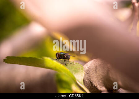 Stubenfliege, Musca Domestica, Sonnen auf einem grünen Blatt in eine Nahaufnahme Makro Stockfoto