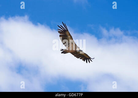 Geier, abgeschottet Fulvus, Hoces del Duraton, Duraton Schluchten, Hoces del Rio Duraton Natural Park, Sepulveda, Segovia Provinz, Kastilien-León, Spanien Stockfoto