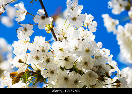 Kirschblüten mit weißen Blüten Sonne und blauer Himmel Stockfoto