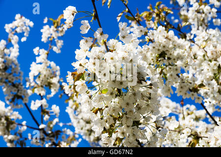 Kirschblüten über blauen Himmelshintergrund Stockfoto