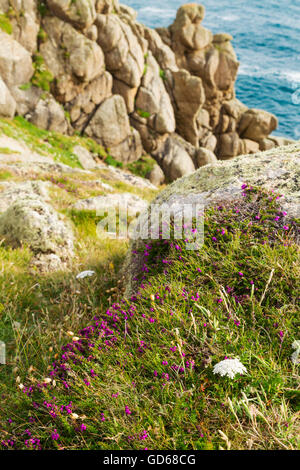 Heather wachsen auf rührende nahe Gwennap Head in Cornwall Stockfoto