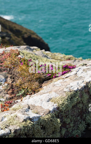 Heather auf den Klippen am St Agnes Head in Cornwall Stockfoto