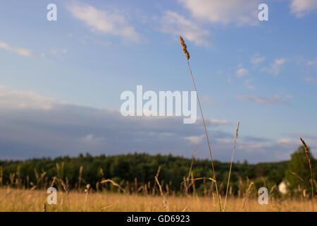 Einzelne Halm des Grases auf Wiese gegen blauen Himmel Stockfoto