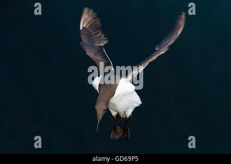 Eine Guillemot hereinkommen auf Skomer landen Stockfoto