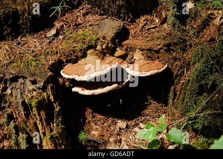 Pilz auf einem Baum, Heterobasidion annosum Stockfoto