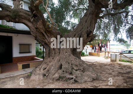 alten Baumstamm. Stockfoto