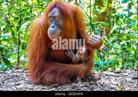 Porträt einer Mutter Sumatra Orang-Utan mit ihrem Baby in Bukit Lawang Regenwald in Indonesien Stockfoto