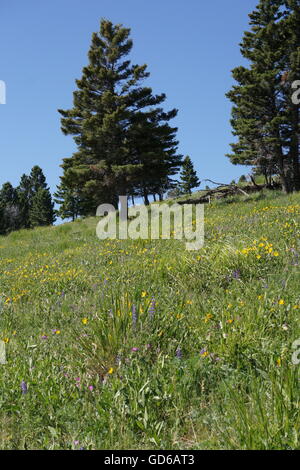 Beaver Teiche Trail, North Yellowstone Nationalpark Stockfoto