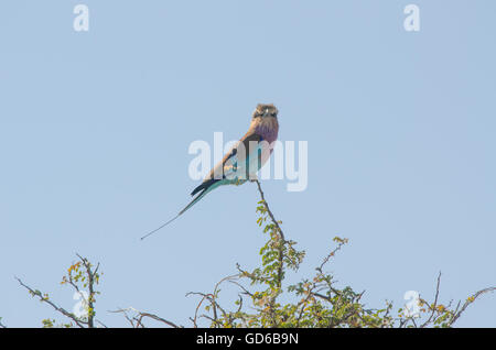 Lilac-breasted Roller thront im Baum irgendwo in Namibia Stockfoto