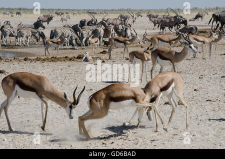 Zwei Springböcke kämpfen in der Nähe der Wasserstelle in Etosha. Im Hintergrund andere Antilopen. Stockfoto