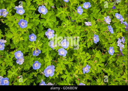 Blühende Staude Geranium Rozanne in einen englischen Garten in Tunbiridge Wells, Kent, UK. Stockfoto