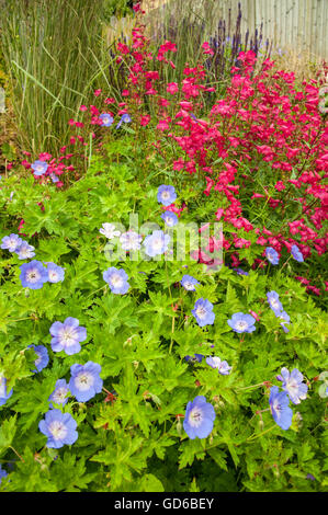 Ein detailliertes Bild einer blühenden Glocke Penstemon Granat und Rozanne Geranium in einen englischen Garten in Tunbridge Wells Kent UK Stockfoto