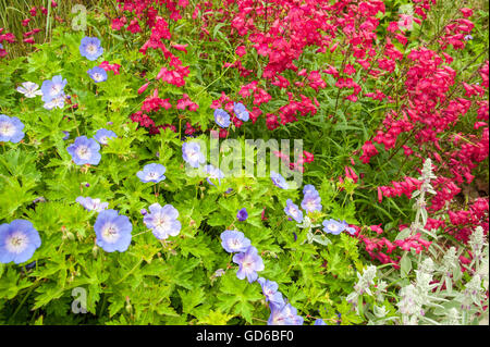 Ein detailliertes Bild einer blühenden Glocke Penstemon Granat und Rozanne Geranium in einen englischen Garten in Tunbridge Wells Kent UK Stockfoto