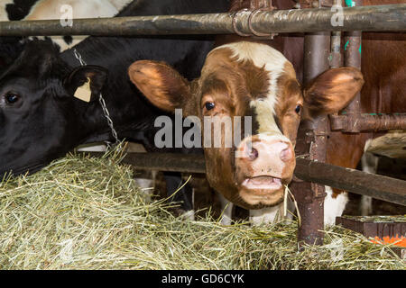 Holstein Kuh im Stall Stockfoto