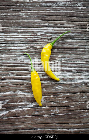 Gelb frisch gepflückten Lemon Drop chili Stockfoto