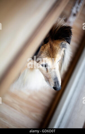 Sheltie außerhalb vom Fenster suchen Stockfoto