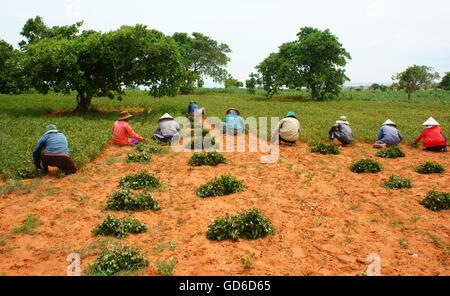 Gruppe von Asien Landwirt arbeiten auf Landwirtschaft Plantage, vietnamesische Familie Ernte Erdnuss auf roter Erde, Szene am Tag überfüllt Stockfoto