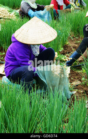 Erstaunliche Szene auf bunten Zwiebel Hof, Gruppe von weiblichen vietnamesischen Bauern sitzen auf dem Land, Ernte Ernährung Gemüse Stockfoto