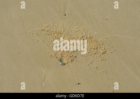 Kleine Kugeln aus Sand aus einer Krabbe Bohrung auf Sand gewaschen glatt von der Flut. Stockfoto