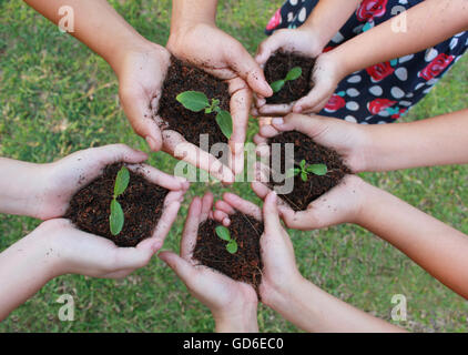 Hände halten Bäumchen in Bodenoberfläche über grünen Rasen Hintergrund. Stockfoto