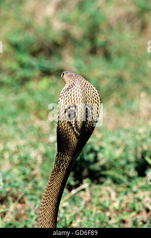 Indische Spectacled Cobra Stockfoto