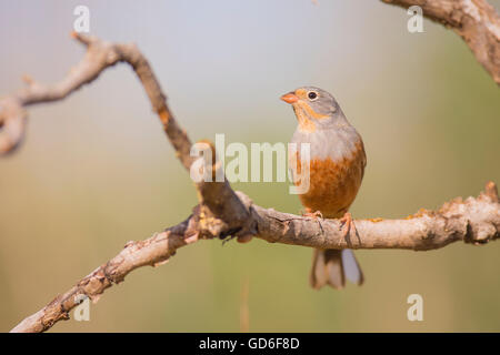 Männliche Cretzschmar Bunting (Emberiza Caesia) ist ein passerine Vogel in der Familie Ammer Emberizidae, fotografiert in Israel in Ma Stockfoto