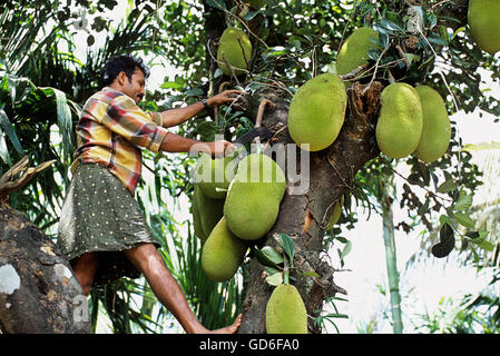 Ernte Jackfrucht Stockfoto