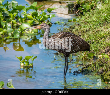 Eine Limpkin Fütterung in einem Florida Sumpf. Stockfoto