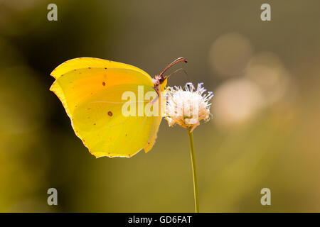 Gonepteryx Rhamni (bekannt als die gemeinsame Schwefel oder in der Vergangenheit als Butter-farbige fliegen und daher Schmetterling) eine mittelgroße Butte Stockfoto