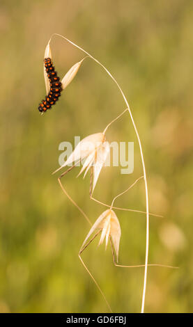 Raupe des Schmetterlings falsche Apollo (Archon Apollinus). Fotografiert in Israel im März Stockfoto