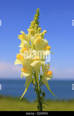 Gemeinsamen Leinkraut Linaria vulgaris Stockfoto