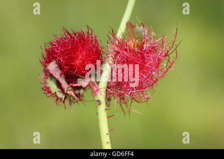 Bedeguar a.k.a. Robins Nadelkissen Gall auf Hundsrose Rosa Canina durch Gall Wasp Diplolepis Rosae verursacht Stockfoto