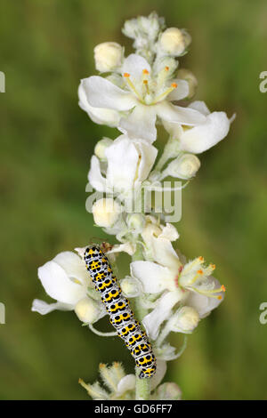 Caterpillar die Königskerze Moth Cucullia Verbasci auf weiße Königskerze Verbascum lychnitis Stockfoto