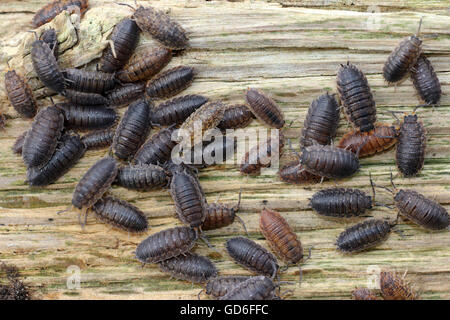 Gemeinsamen gestreiften Assel Philoscia Muscorum und gemeinsame glänzende Assel Oniscus asellus Stockfoto