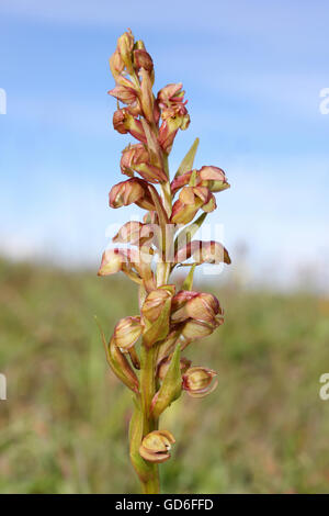 Frog Orchid Coeloglossum viride Stockfoto