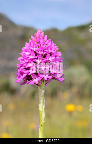 Pyramidenförmige Orchidee Anacamptis pyramidalis Stockfoto