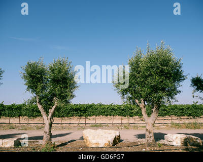 Weinreben und Olivenbäumen in einem Weinberg fotografiert in Israel Stockfoto