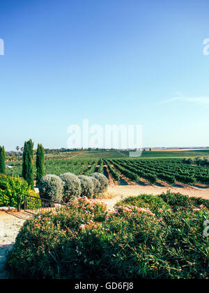 Weinreben und Olivenbäumen in einem Weinberg fotografiert in Israel Stockfoto