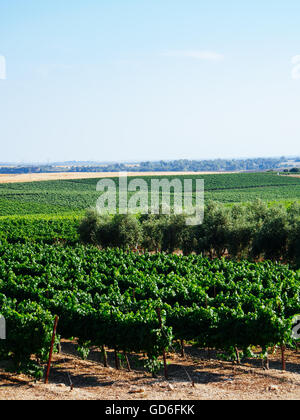 Weinreben und Olivenbäumen in einem Weinberg fotografiert in Israel Stockfoto