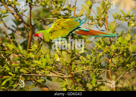 Militärische Ara Ara Militaris El Tuito, Jalisco, Mexiko 9 Juni Adult Psittacidae Stockfoto