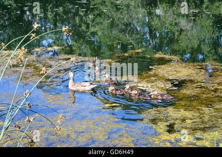 Brut von Enten auf dem Teich Stockfoto