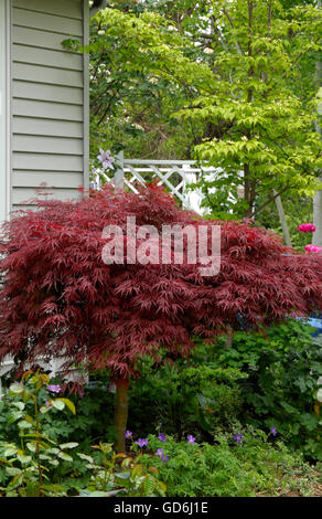 Acer Palmatum Dissectum, EVER RED rote japanische Ahorn, Stockfoto