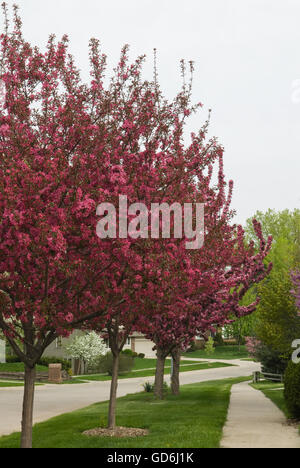 Malus, Zierapfel Bäume blühen entlang der Straße, Stockfoto
