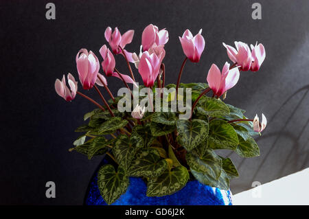 Alpenveilchen im blauen Schüssel Stockfoto