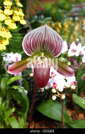 PAPHIOPEDILUM,, Lady Slipper Orchidee, Stockfoto