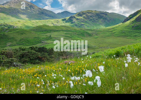 Wollgras wächst im englischen Lake District. Stockfoto