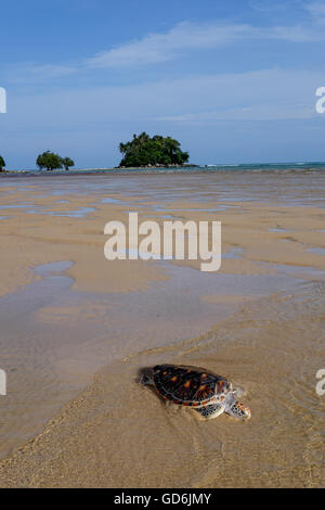 Meeresschildkröte am Strand nahe dem Meer mit einer ziemlich kleinen Insel mit Bäumen im Hintergrund Stockfoto