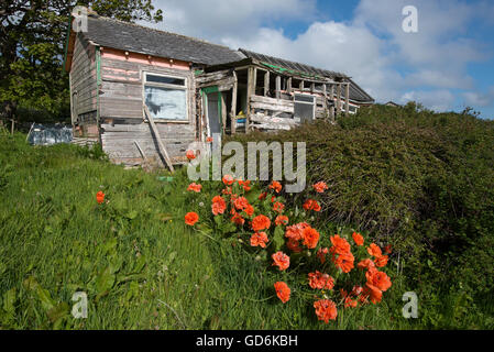 Einmal eine Geldstrafe hölzerne Wohnung jetzt einen vernachlässigten Schuppen und Garten an der Orkney Inseln Schottlands.  SCO 10.581. Stockfoto